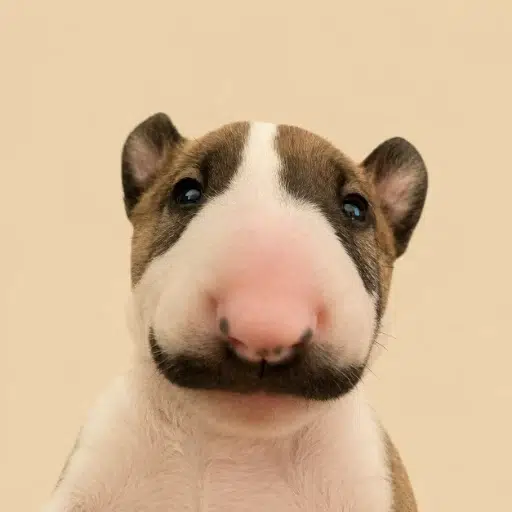 Perro