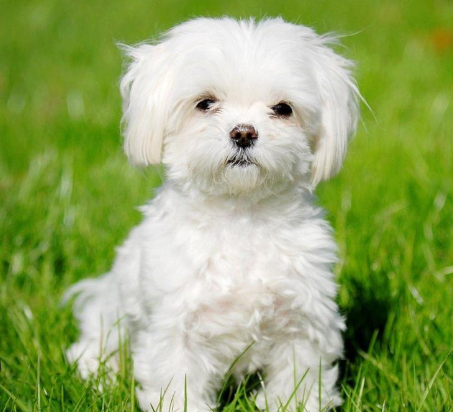 perro