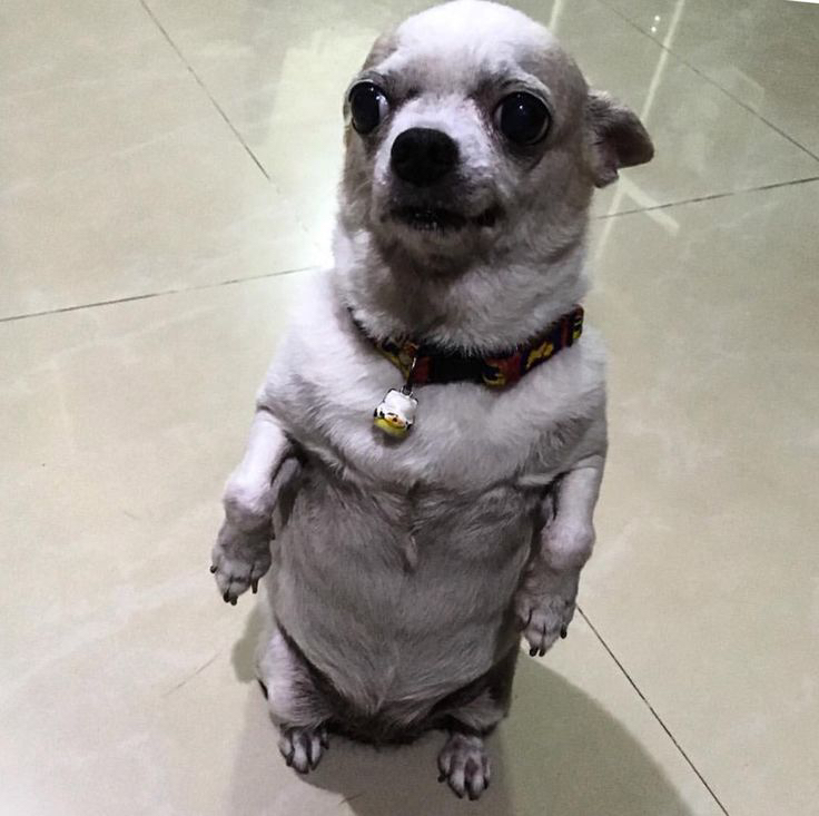 PERRO