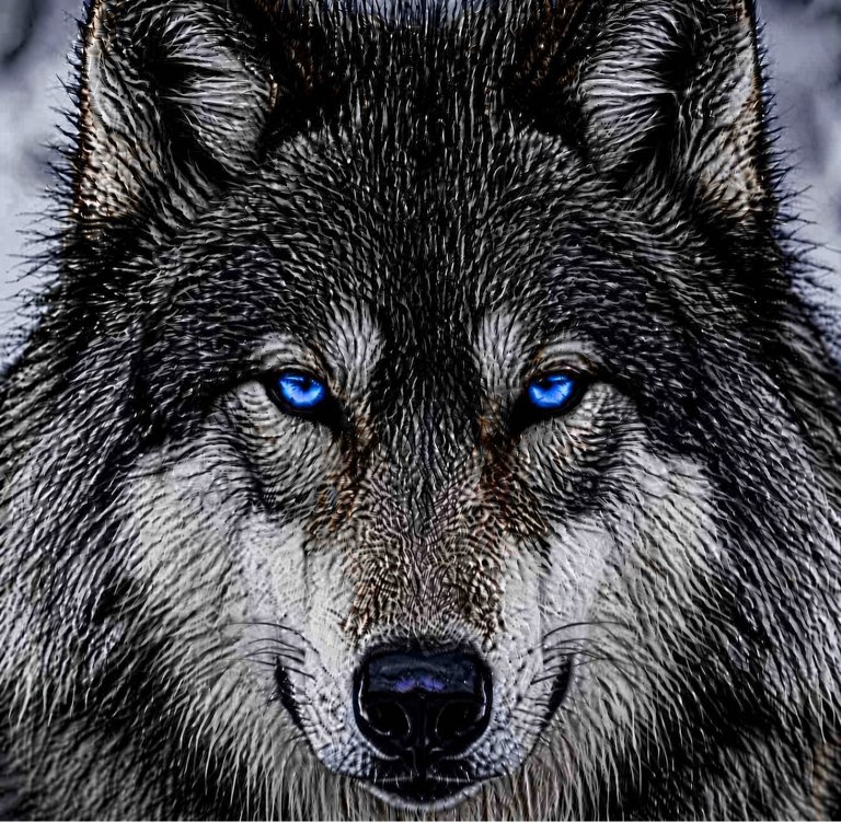 Wolf