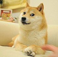 Perro