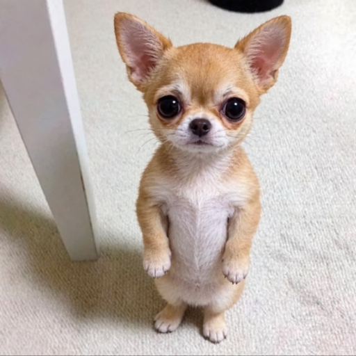 Perro