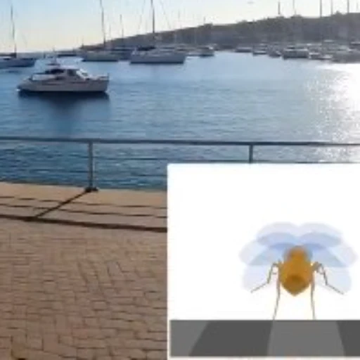 FLY