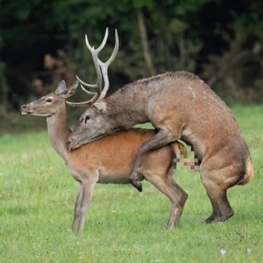 FREAKDEER